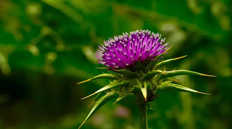 How Can Milk Thistle Extract Powder Solve Standardization Challenges In Botanical Formulas? How Can Milk Thistle Extract Powder Solve Standardization Challenges In Botanical Formulas?