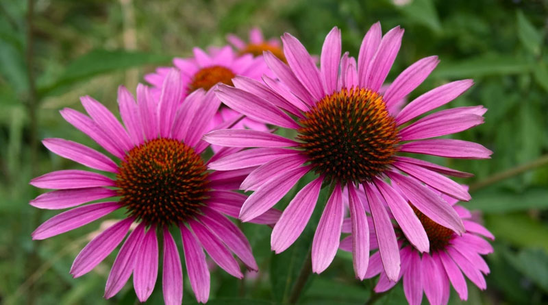 Echinacea Extract Powder: Benefits, Forms, Dosing Echinacea Extract Powder: Benefits, Forms, Dosing