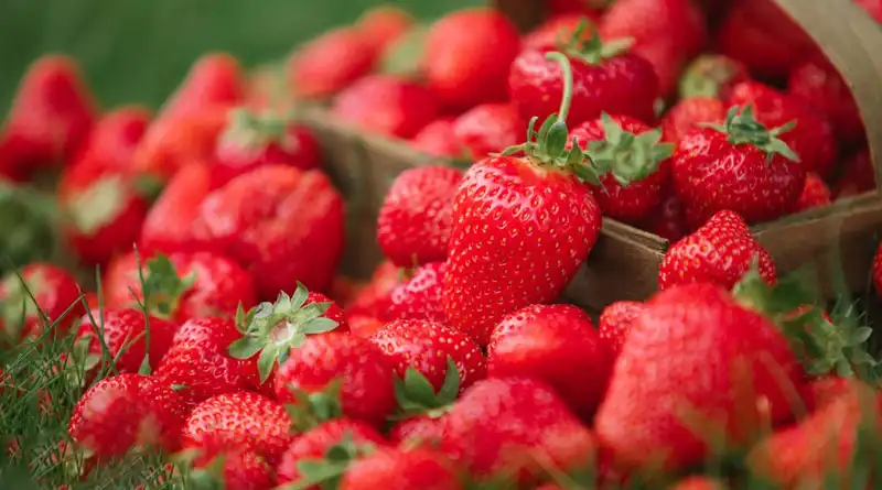 Strawberry Powder: Key Applications in Food & Beverage Production