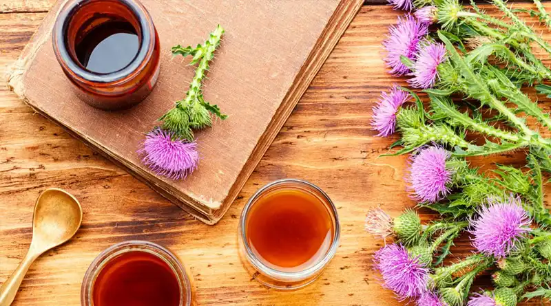 High-Purity Milk Thistle Extract Powder Supports Reliable Applications In Functional Food Manufacturing