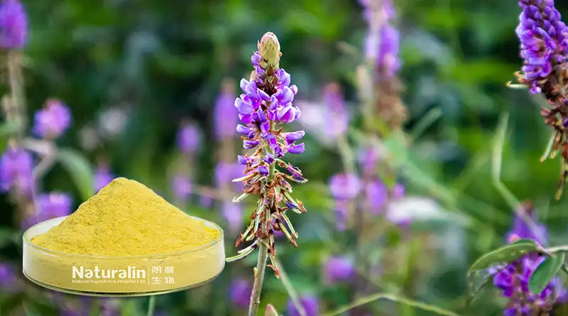 Baical Skullcap Extract: A Traditional Remedy with Modern Skin Benefits