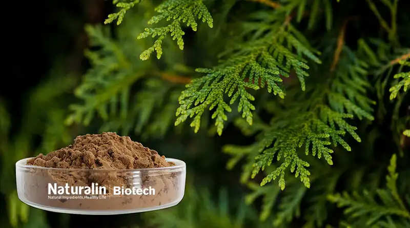 Cacumen Platycladi Extract for Hair Care Applications