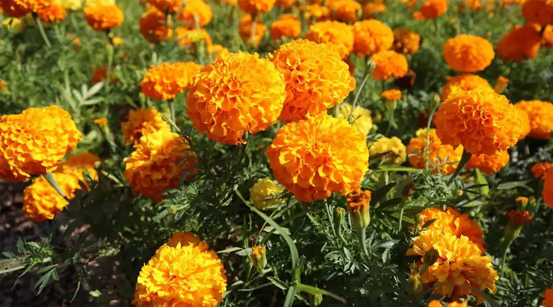 Marigold Extract Powder Helps Manufacturers Develop Innovative Botanical Products