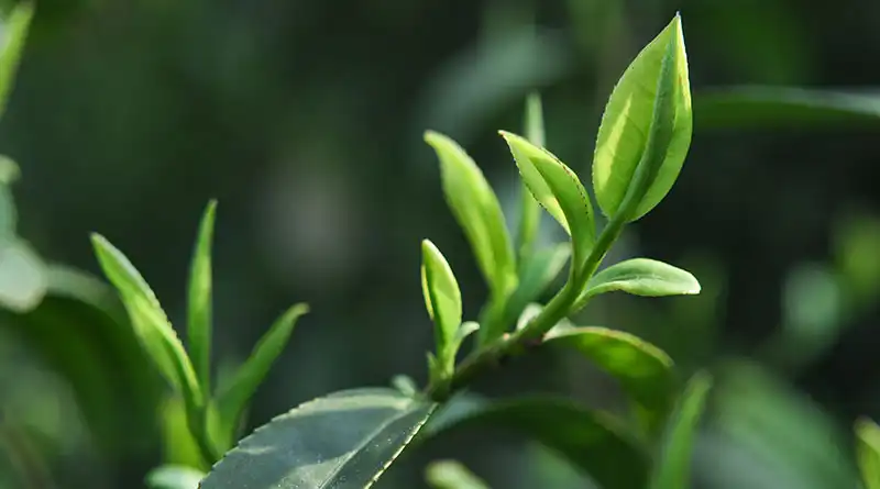 How to Incorporate Organic Green Tea Powder into Your Daily Die