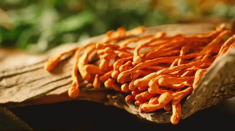 Ultimate Guide to Cordyceps Mushroom Extract Powder: Health Benefits & Uses