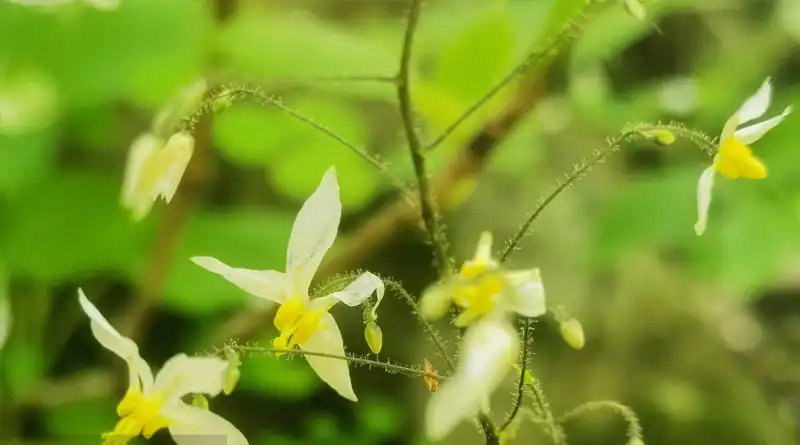 Uses of Epimedium Extract Powder in Herbal Supplements