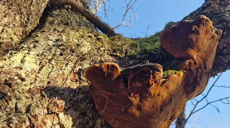 What Quality Factors Matter When Sourcing Phellinus Linteus Mushroom Extract in Bulk? What Quality Factors Matter When Sourcing Phellinus Linteus Mushroom Extract in Bulk?