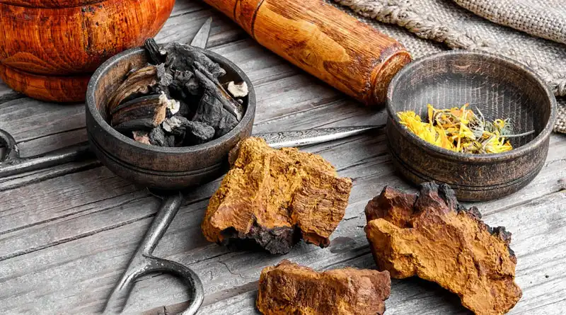 Top Organic Chaga Mushroom Extract For Teas, Supplements & Skincare Top Organic Chaga Mushroom Extract For Teas, Supplements & Skincare