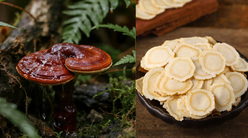 Ganoderma lucidum vs American Ginseng extract benefits