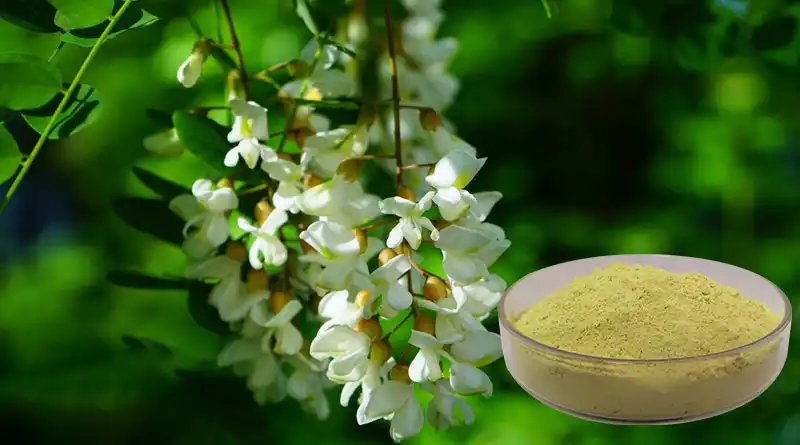 Sophora Japonica Extract Powder Enhances Botanical Skincare Formula Stability Sophora Japonica Extract Powder Enhances Botanical Skincare Formula Stability