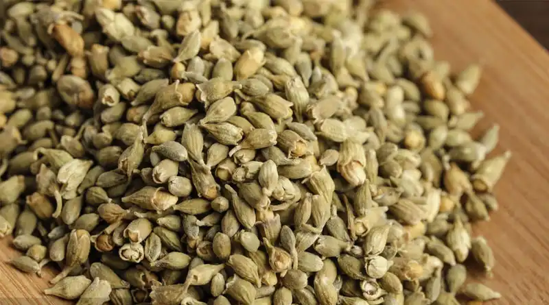 A Complete Guide to Sophora Japonica Extract Powder A Complete Guide to Sophora Japonica Extract Powder