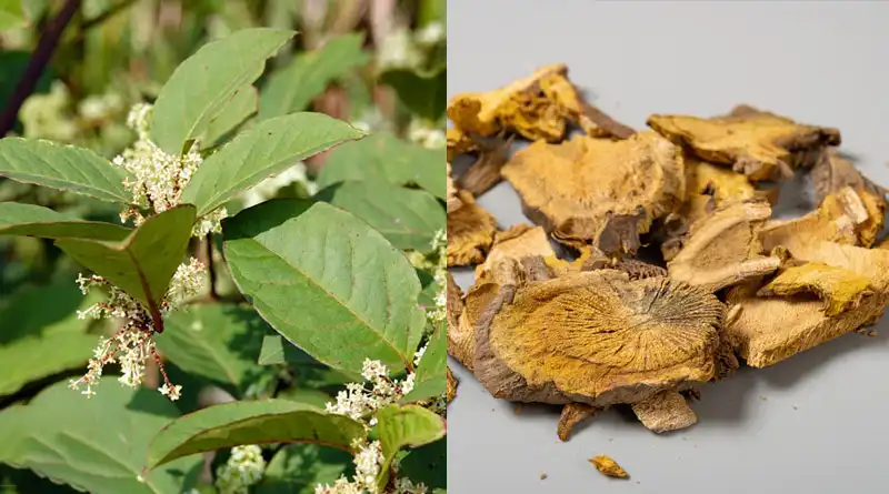 Giant Knotweed Extract: Human Healers