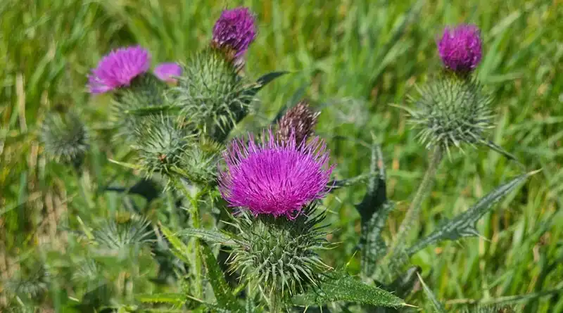 How to choose the Right Milk Thistle Extract Powder for your formulation? How to choose the Right Milk Thistle Extract Powder for your formulation?
