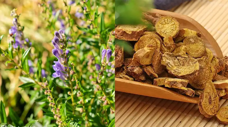 What are the main active compounds in Baical Skullcap Extract？