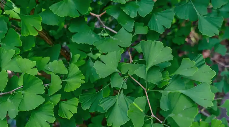 Ginkgo Biloba Leaf Extract Powder Provides Standardized Plant Compounds For Advanced Product Formulations Ginkgo Biloba Leaf Extract Powder Provides Standardized Plant Compounds For Advanced Product Formulations