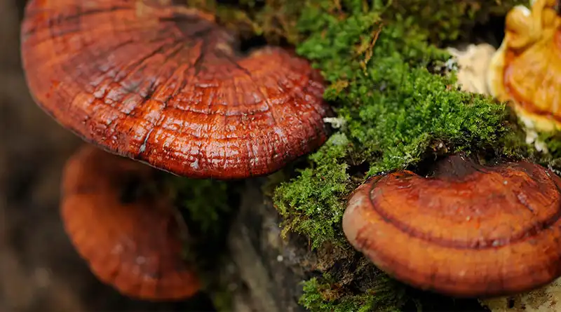 How to Use Ganoderma Extract Powder?