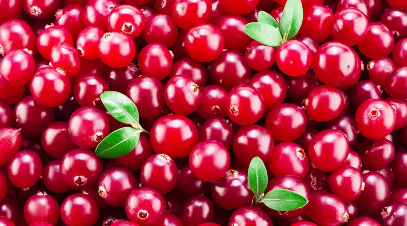 Organic Cranberry Extract Powder: A Natural Preservative and Flavor Enhancer for Food Manufacturers