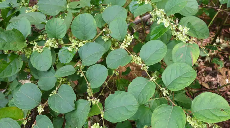 Giant Knotweed Extract for Antioxidant Supplement Formulations