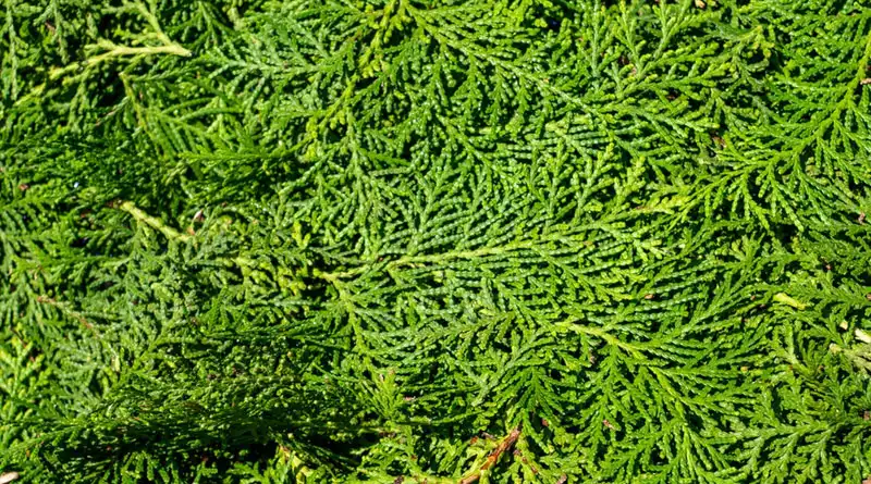 How Does Cacumen Platycladi Extract Support Wellness?