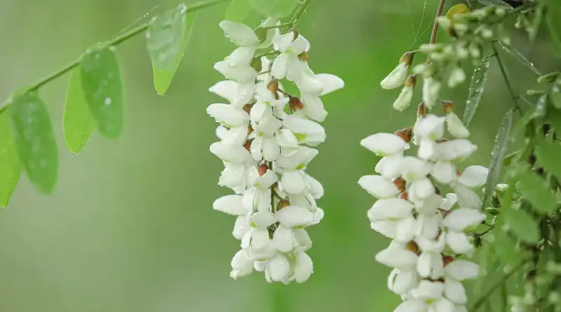 Sophora Japonica Extract: Boost Your Beauty Routine Today!