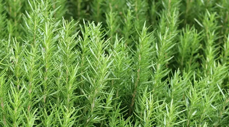 What Defines Premium Quality Rosemary Extract Powder For Bulk Buyers?