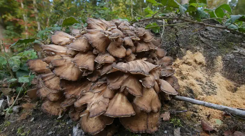 Bulk Maitake Mushroom Extract Powder Supports Consistent Ingredient Performance in Product Development Bulk Maitake Mushroom Extract Powder Supports Consistent Ingredient Performance in Product Development