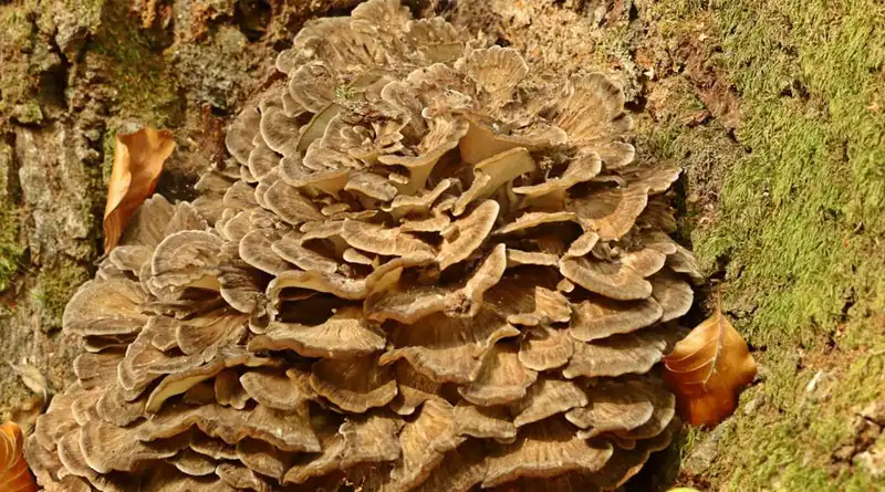 Can Maitake Mushroom Extract Powder Fit Functional Beverage and Specialty Food Formulas? Can Maitake Mushroom Extract Powder Fit Functional Beverage and Specialty Food Formulas?
