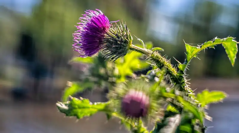 What Applications Benefit Most From High-Purity Milk Thistle Extract Powder?