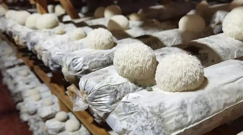Exploring the Science Behind Lion's Mane Mushroom Extract Powder
