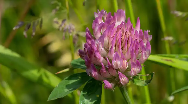 Red Clover Extract Powder: A Gentle Herb with Powerful Beauty Benefits