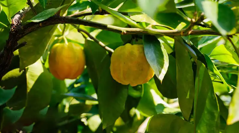 How Does Immature Bitter Orange Extract Support Weight Management Formulas? How Does Immature Bitter Orange Extract Support Weight Management Formulas?