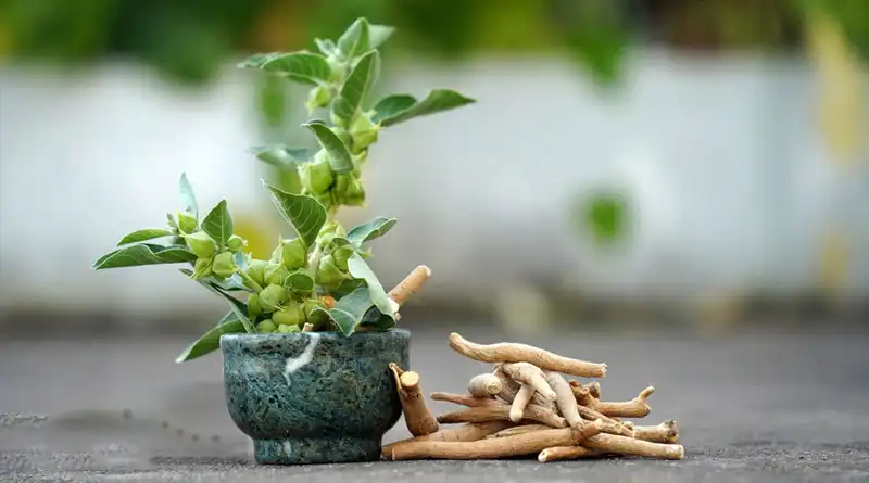 Organic Ashwagandha Extract: The Ancient Herb for Modern