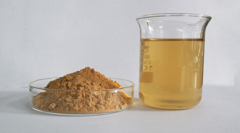 How to Choose the Best Lion's Mane Mushroom Extract Powder?