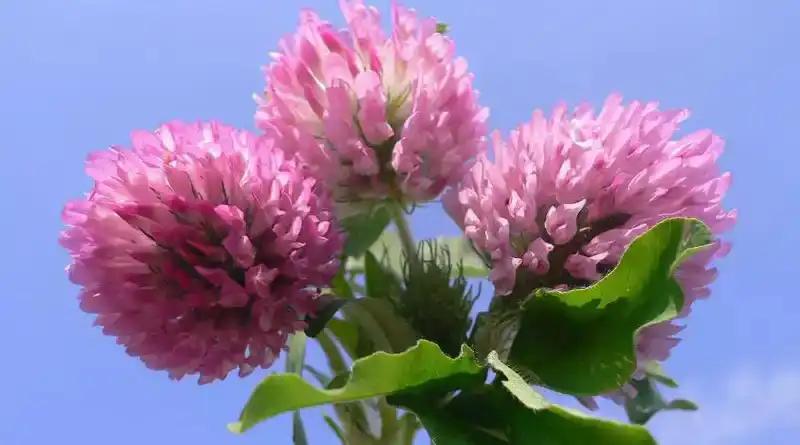 Red Clover Extract Powder: Benefits, Dosage, Safety and more