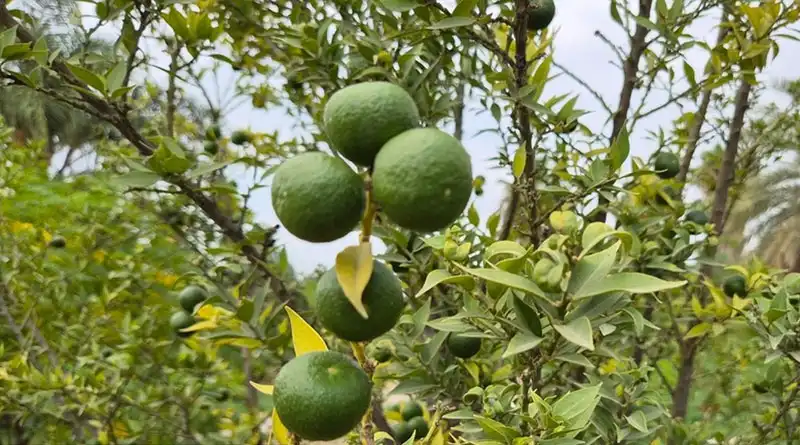 Immature Bitter Orange Extract Powers Weight Management And Sports Nutrition Solutions