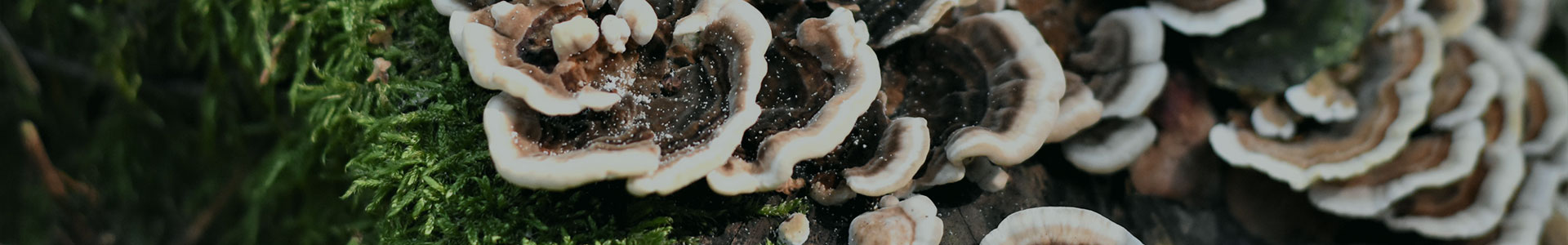 Mushroom Blend Powder