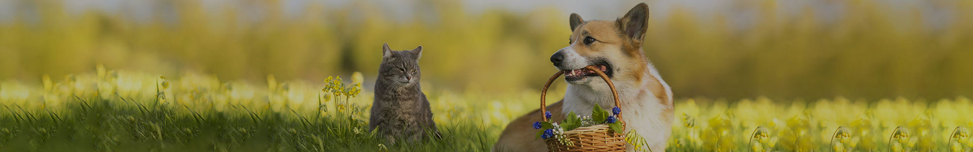 Animal Nutrition