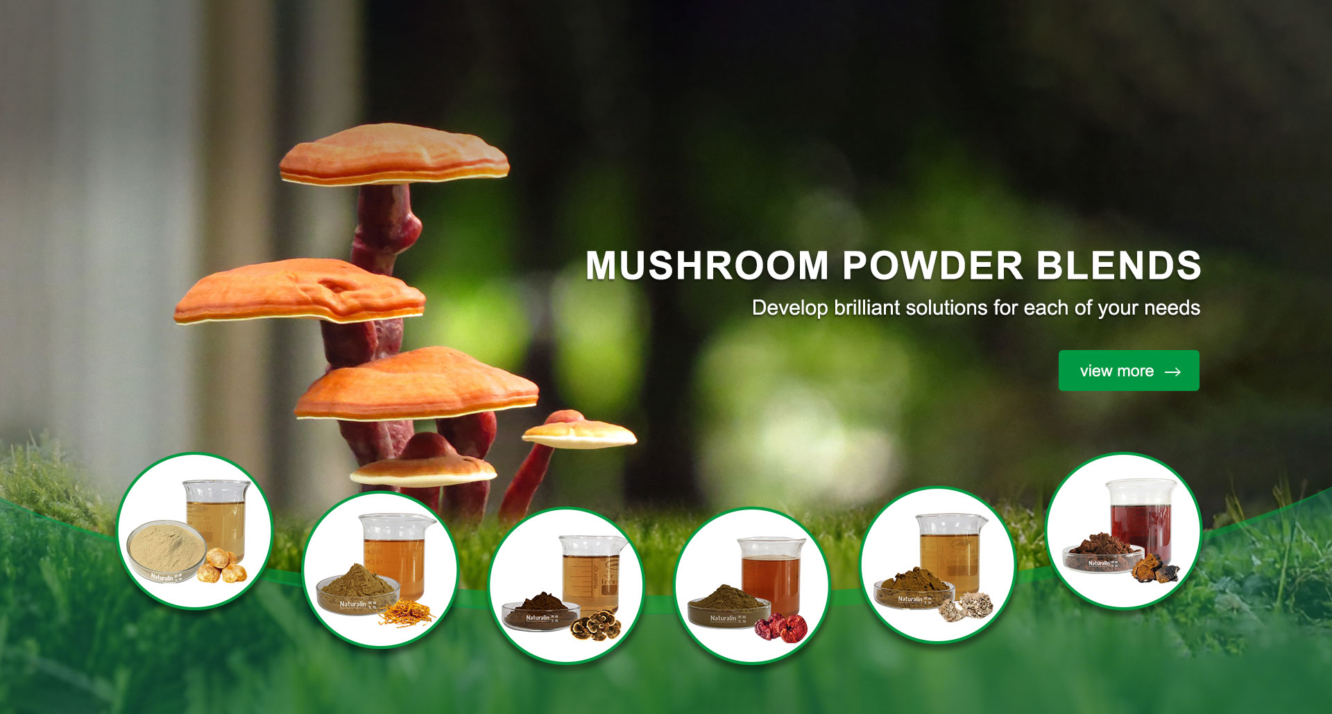 MUSHROOM POWDER BLENDS Develop brilliant solutions for each of your needs